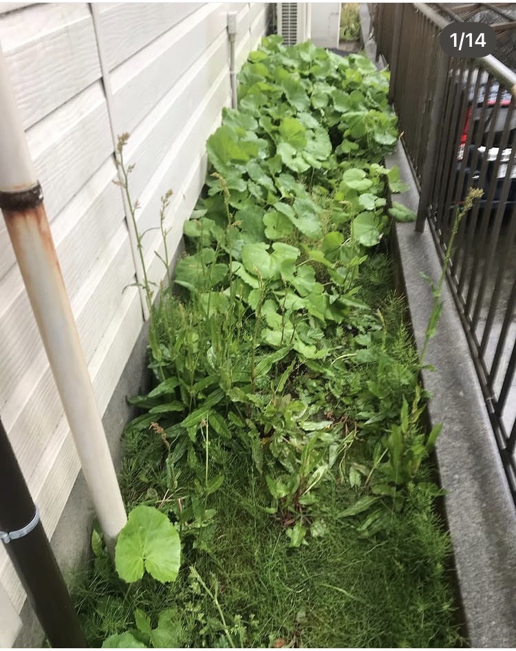 2025年5月  犬走りコンクリート打設・汚水配管洗浄工事1