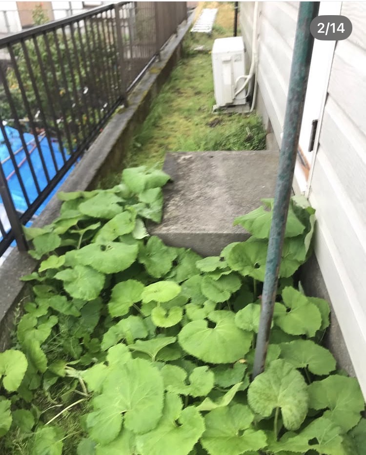 2025年5月  犬走りコンクリート打設・汚水配管洗浄工事2